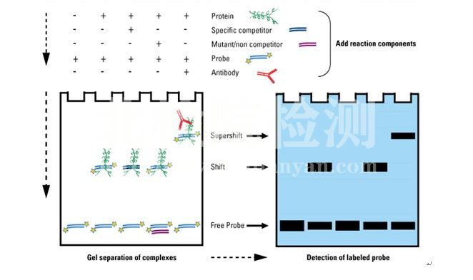 電泳遷移率實驗