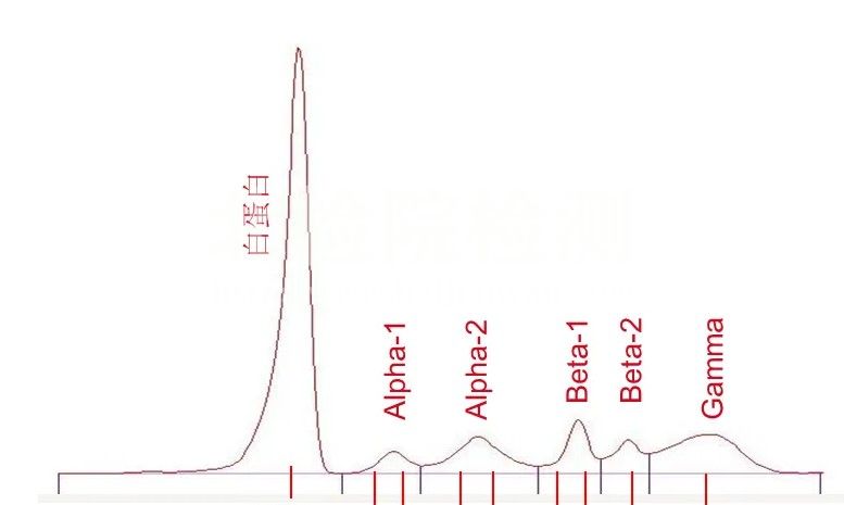 蛋白結(jié)合率測定