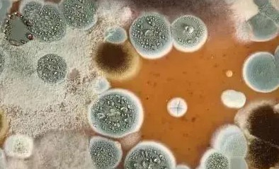 微生物及方法驗證測試