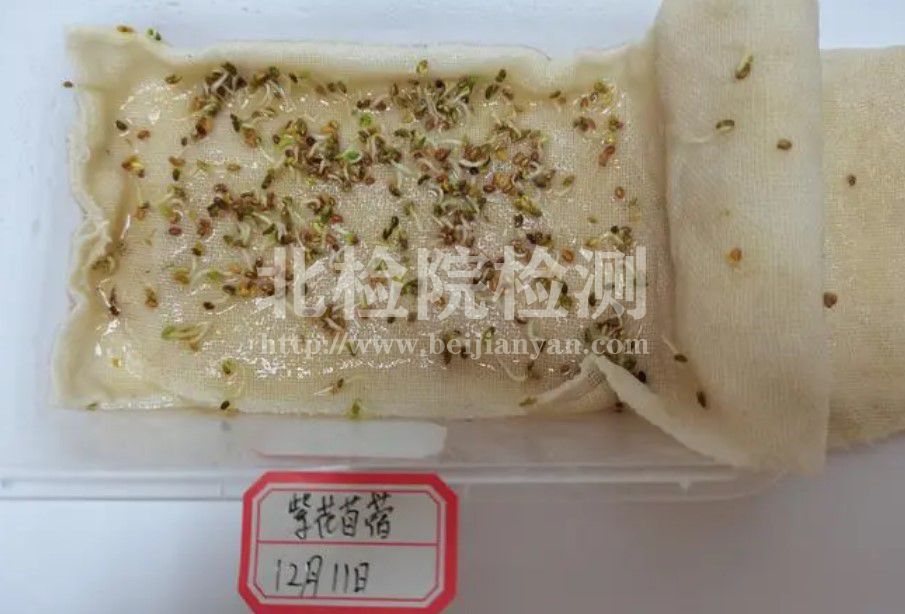 農作物種子中牧草種子發芽試驗