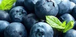 抗氧化功能評價試驗