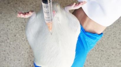 大鼠I型Diabetes模型實驗