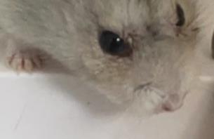 眼角膜堿傷模型實驗