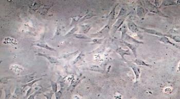 原代細胞制備測定