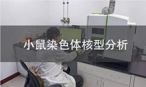 小鼠染色體核型分析