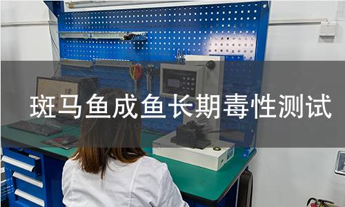 斑馬魚成魚長期毒性測試